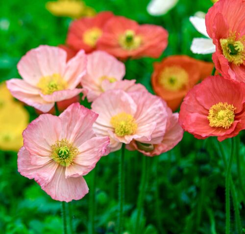 25,000x English Poppy True Shirley Single Mix Seeds - Annual - Pastel Shades - Flower