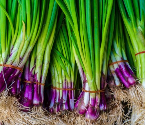 900x Welsh Red Onion Seeds - Fast Growing -  Vegetable