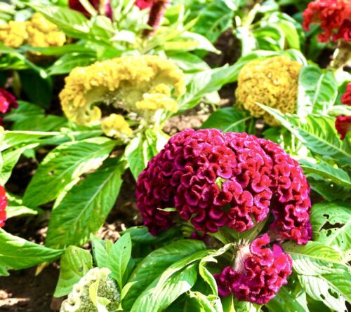 700x Cockscomb Dwarf Coral Annual Mix Seeds - Celosia Cristata - Woolflower