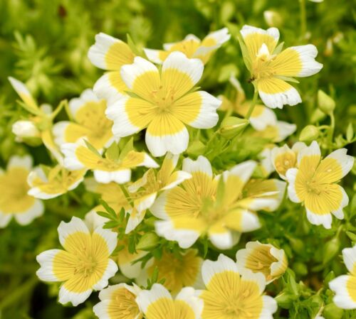260x Limnanthes douglasii Poached Egg Flower Seeds