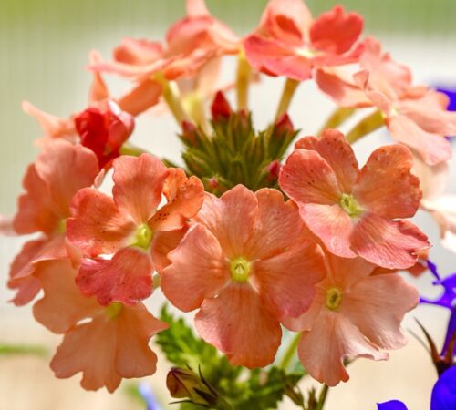 130x Verbena Hybrida Apricot Dwarf Seeds - For Hanging Baskets & Containers - Flower