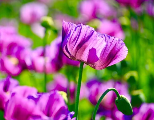 1100x California Poppy Purple Gleam Seeds - Eschscholzia Californica - Flower
