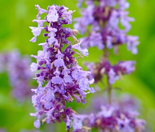 150x Blended Catnip Seeds - For Growing Aromatic Purple and White Catmint Bush