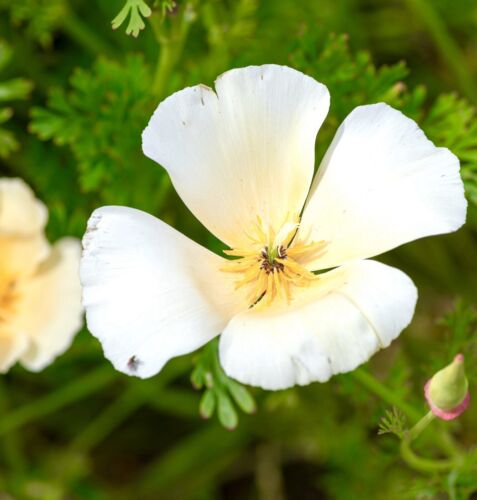 2100x California Poppy White Linen Seeds - Eschscholzia - Flower