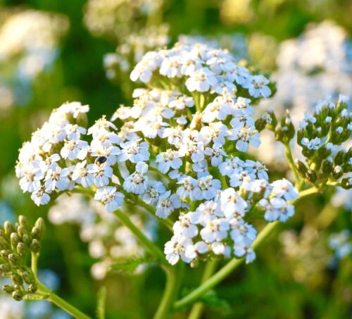 3100x Yarrow Pure Snow Achillea Millefolium Seeds - Perennial Flower