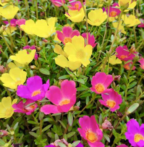3500x Portulaca Grandiflora Single Moss Rose Seeds - Eye catching Annual - Flower
