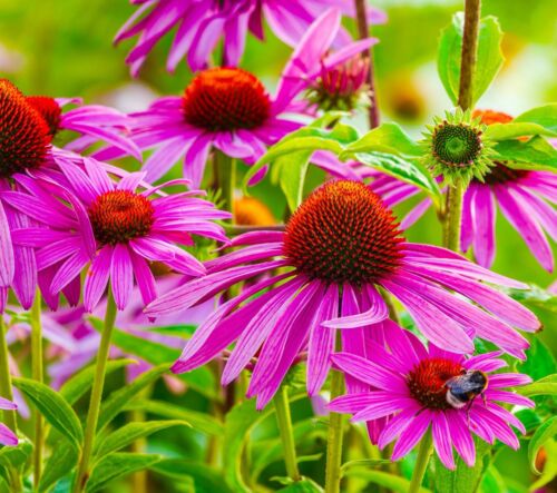 grow echinacea from seed uk Echinacea Purple Coneflower - 220x Seeds - Purpurea
