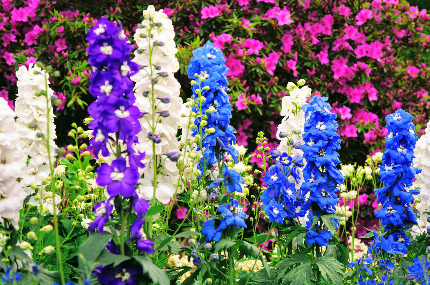 180x Delphinium Pacific Tall Mix Seeds - Perennial Flower