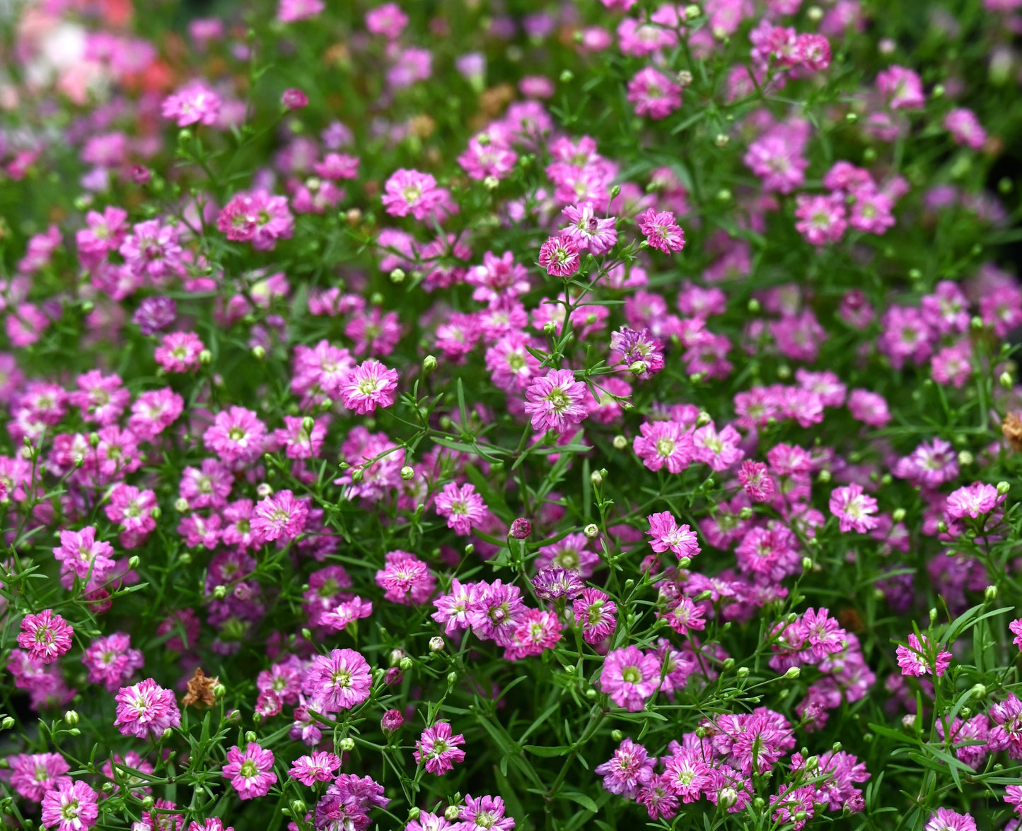 Pink Baby's Breath Gypsophila Flamingo - 75x Seeds - Flower