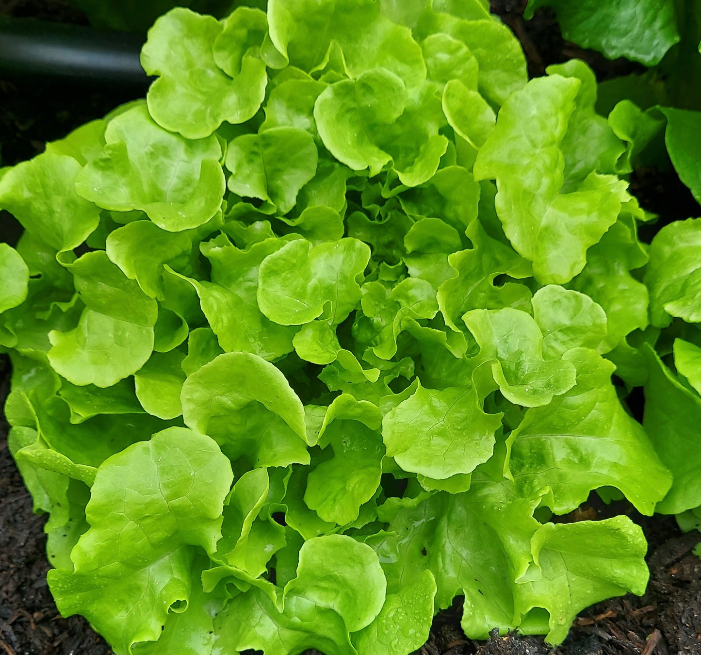 Lettuce Lobjoits Green Cos Variety - 300x Seeds - Vegetable