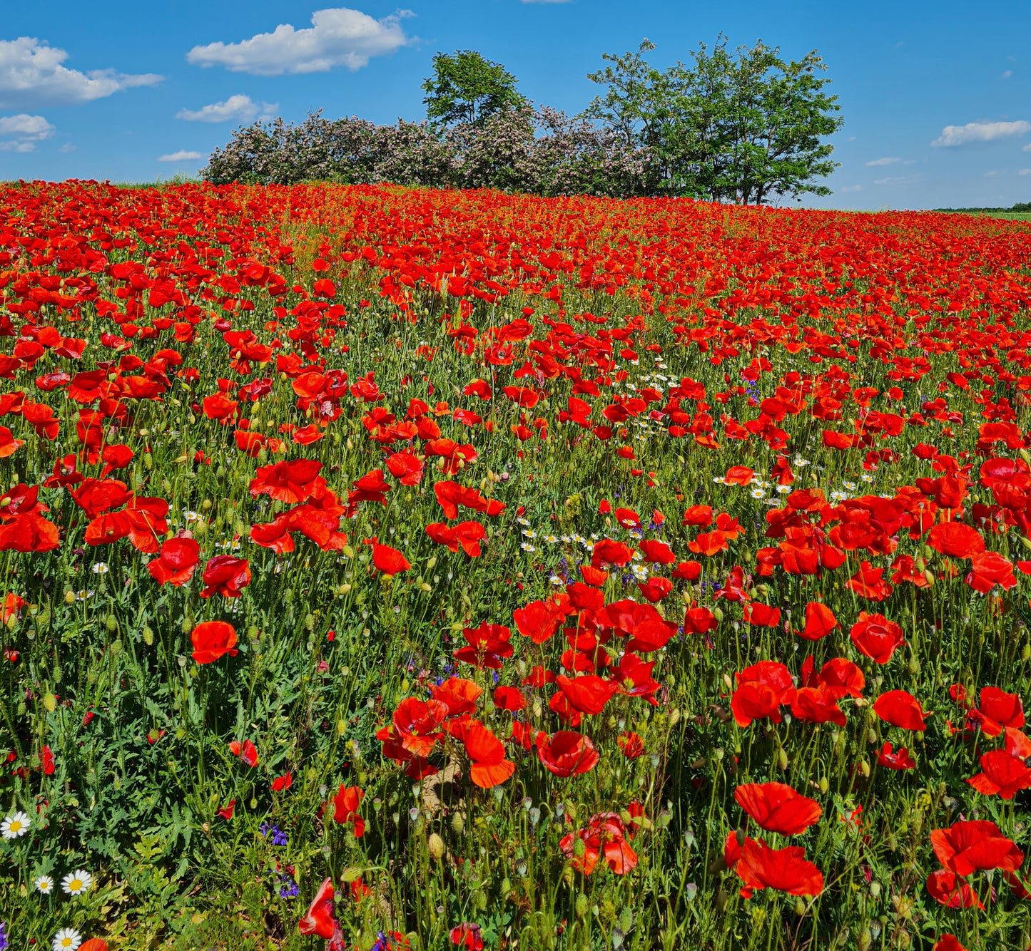 Red Poppy Corn Poppy 7000 Seeds Papaver Flanders- Free Delivery