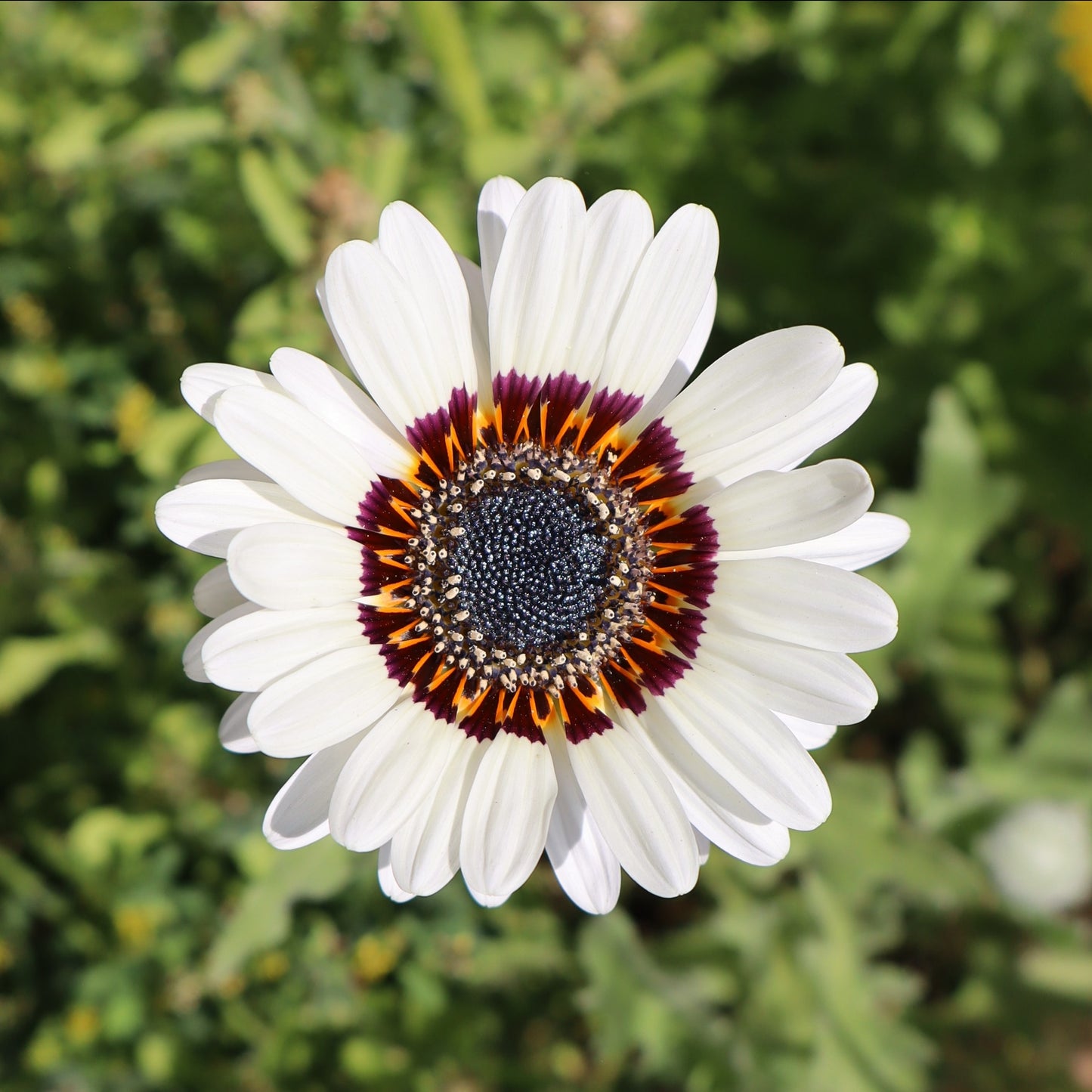 Zulu Prince Giant Cape Wild Daisy Flower - 100x Seeds - Flowers
