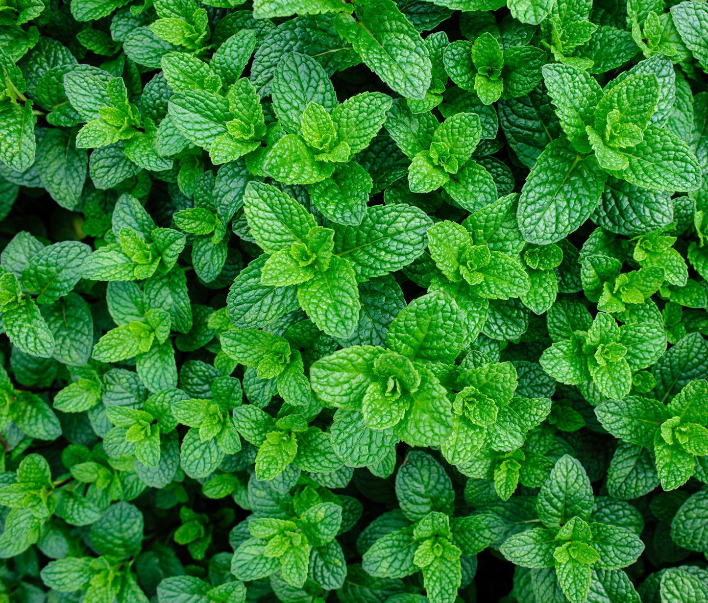 Mint Seeds - 800x Seeds - Finest Herb Seeds - Vegetable Seeds