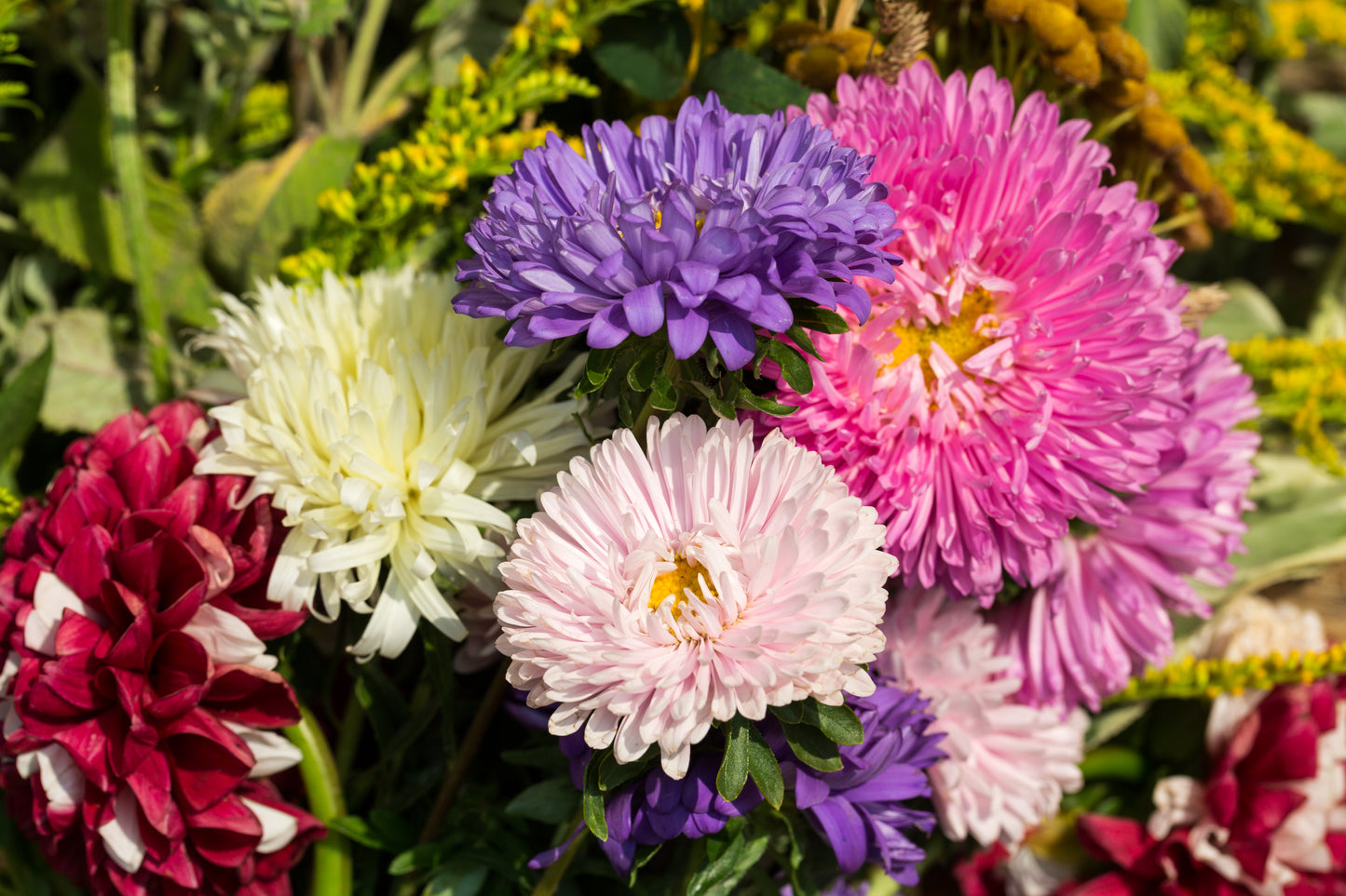 Winter Flower Aster Peony Mix Callistephus Seeds - 100x Seeds - Flowers