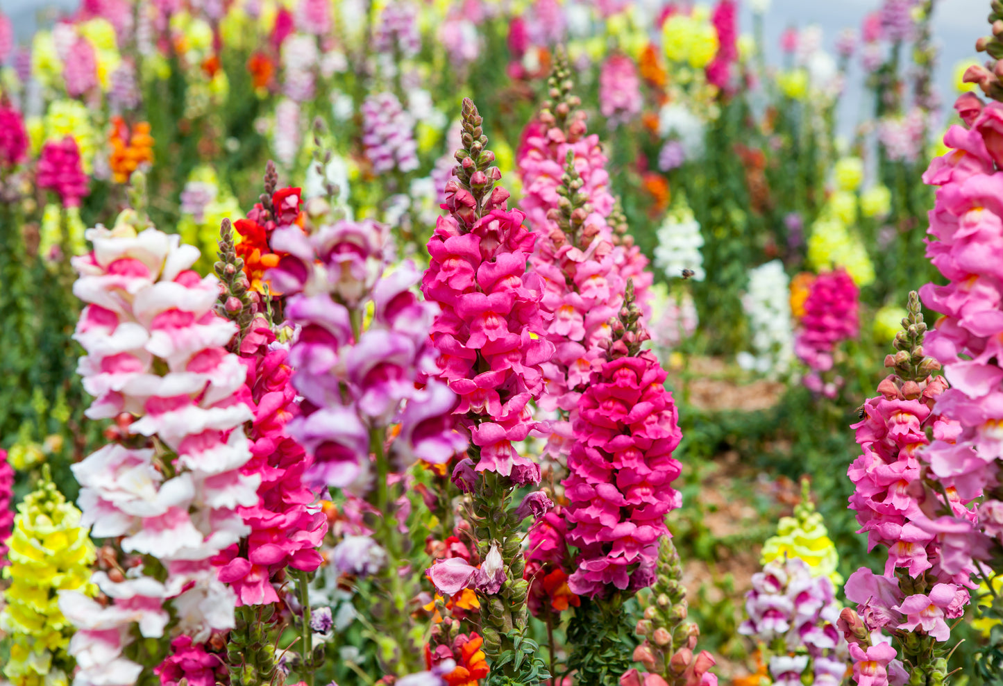 300x Giant Snapdragon Antirrhinum Majus Mix Seeds For Borders & Baskets