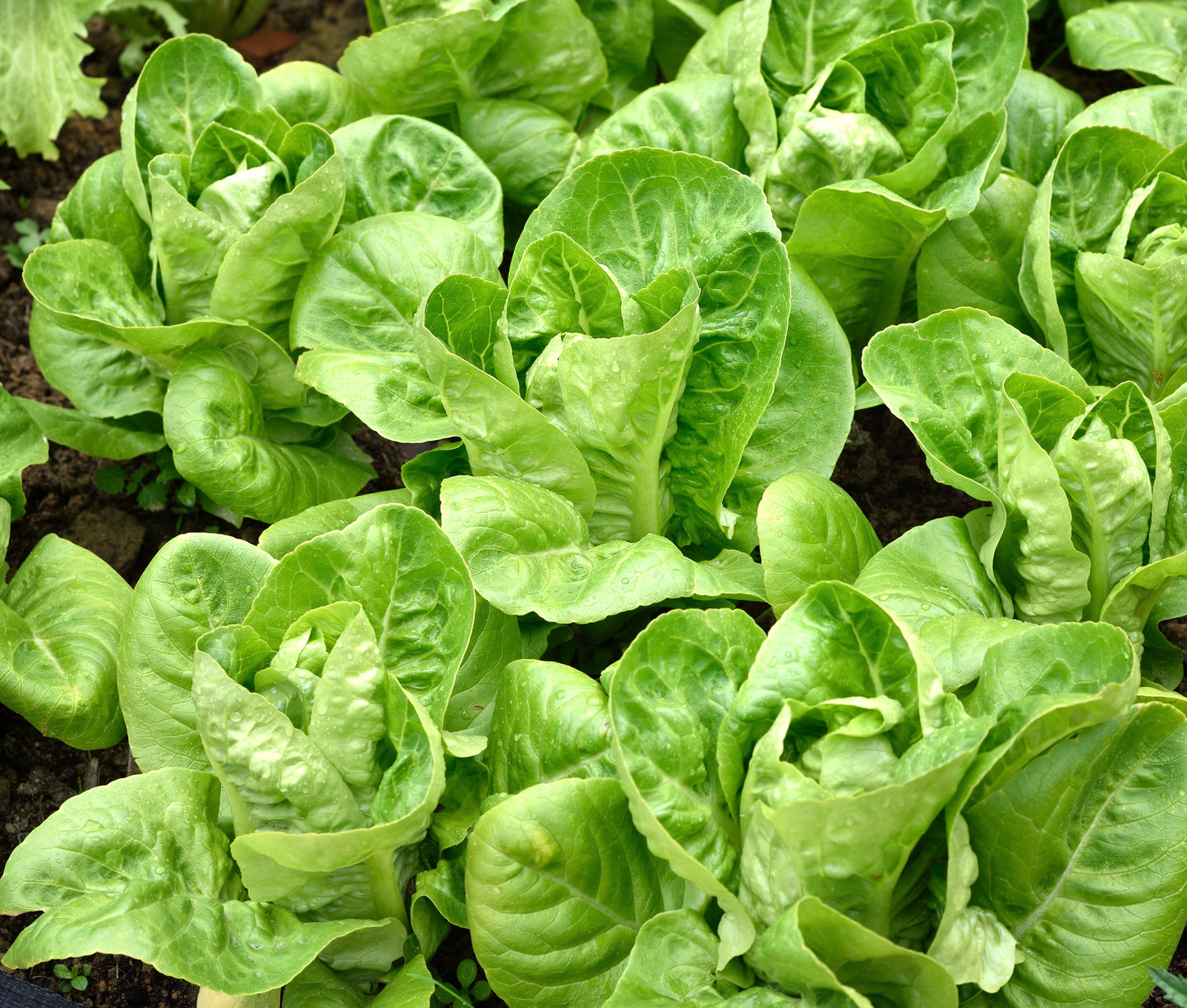 Lettuce Romaine Paris island cos - 1000x seeds - Vegetable