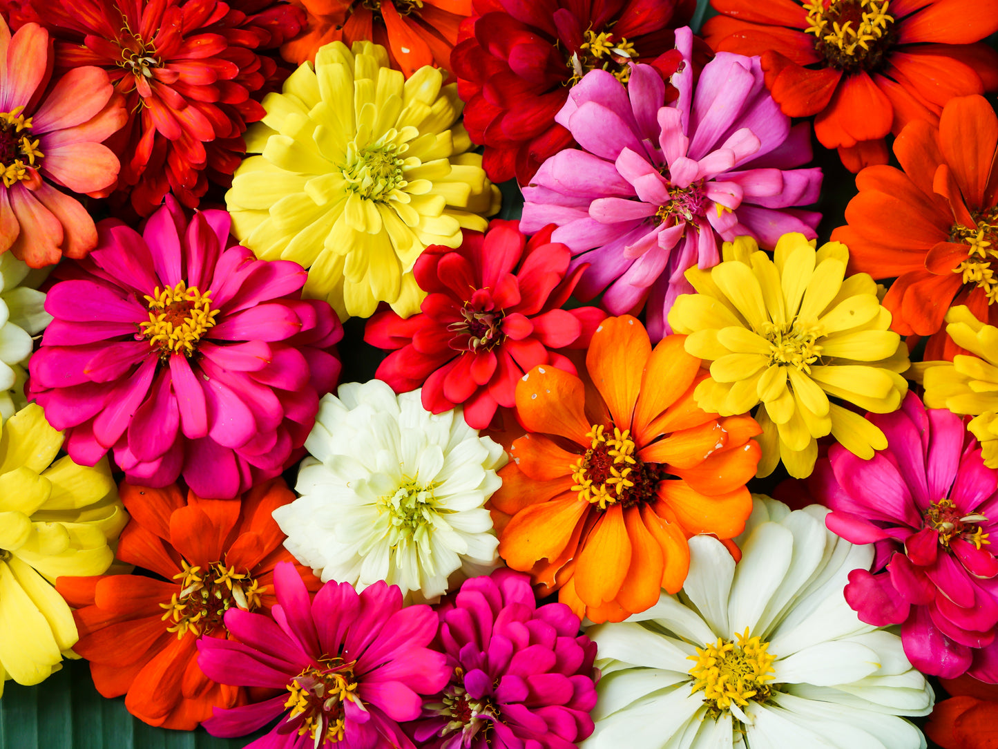 Zinnia Burpeeana Giants Mix Cut Flower Drought Tolerant - 120x seeds - Flower