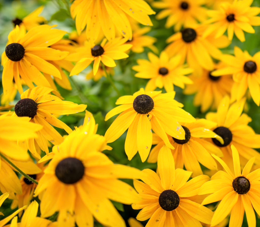 500x Rudbeckia Hirta Black Eyed Susan Flower Seeds