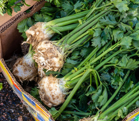 Celeriac Seeds - Approx 3000 Seeds - Giant Prague - Finest Seeds