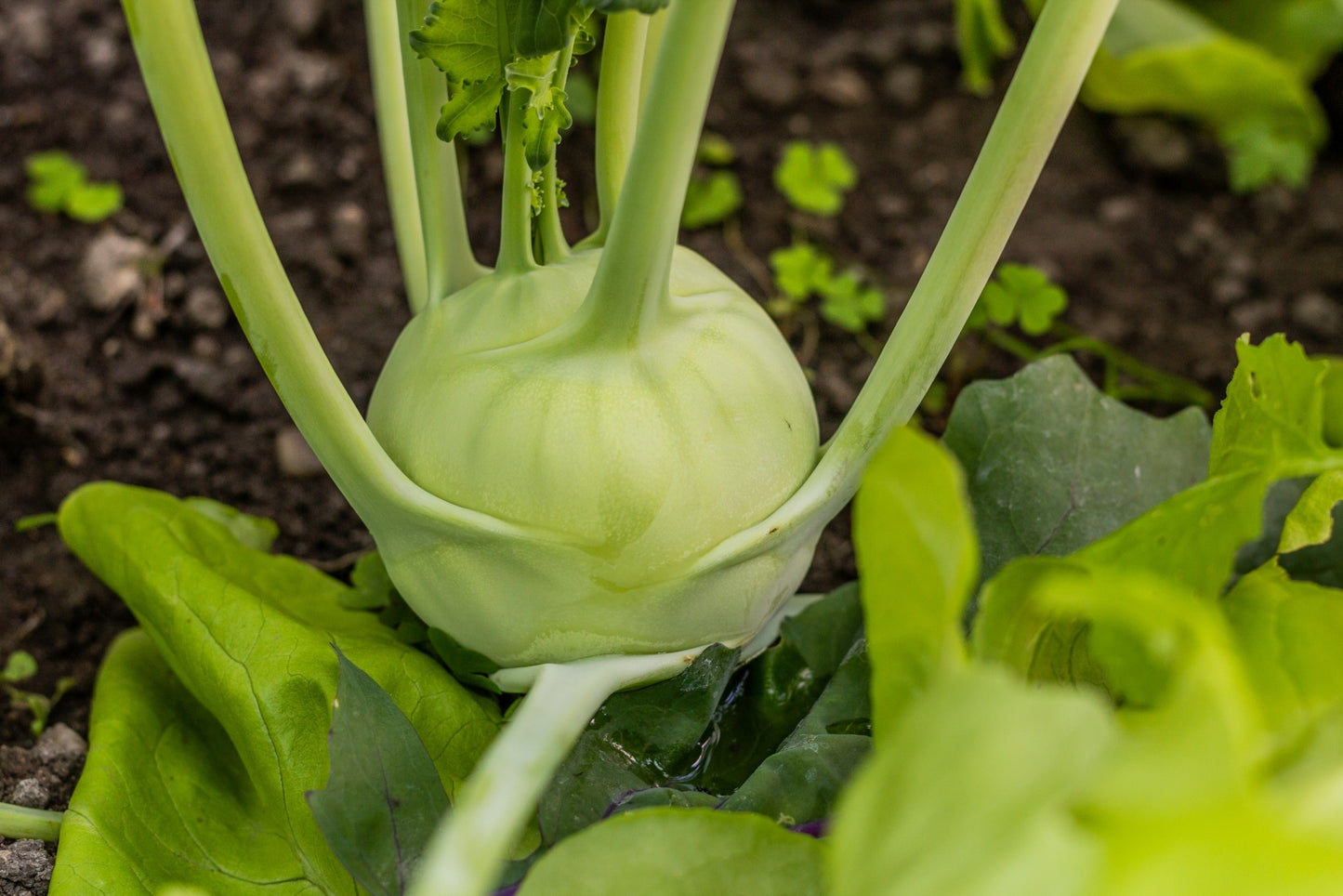 kohlrabi superschmelz 500x seeds - Vegetable