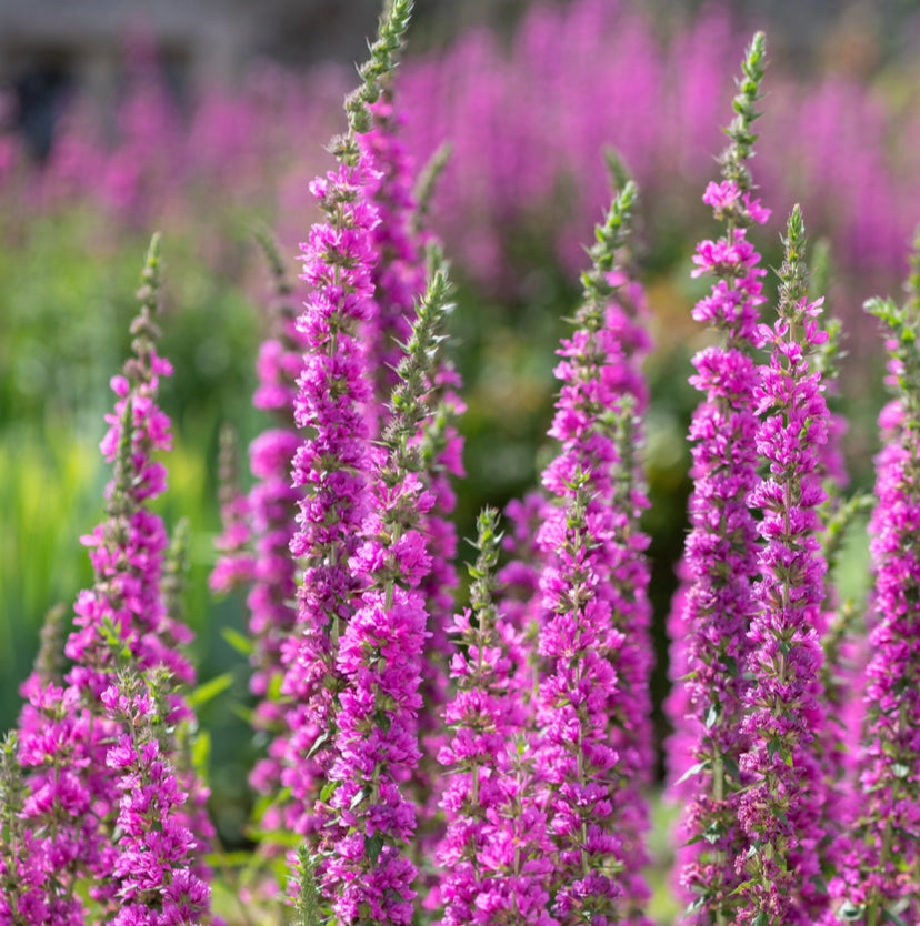 200x Purple Loosestrife Perennial Lythrum Pond Plant - Flower Seeds