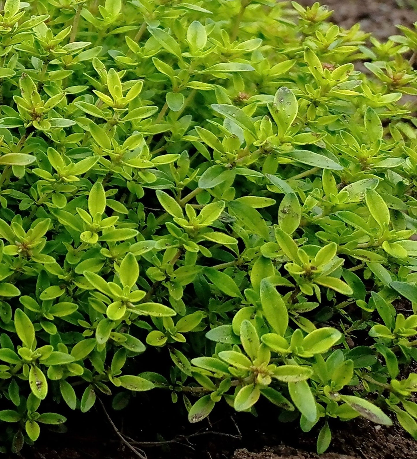 Thyme Thymus Vulgaris 1000x Seeds - Herb