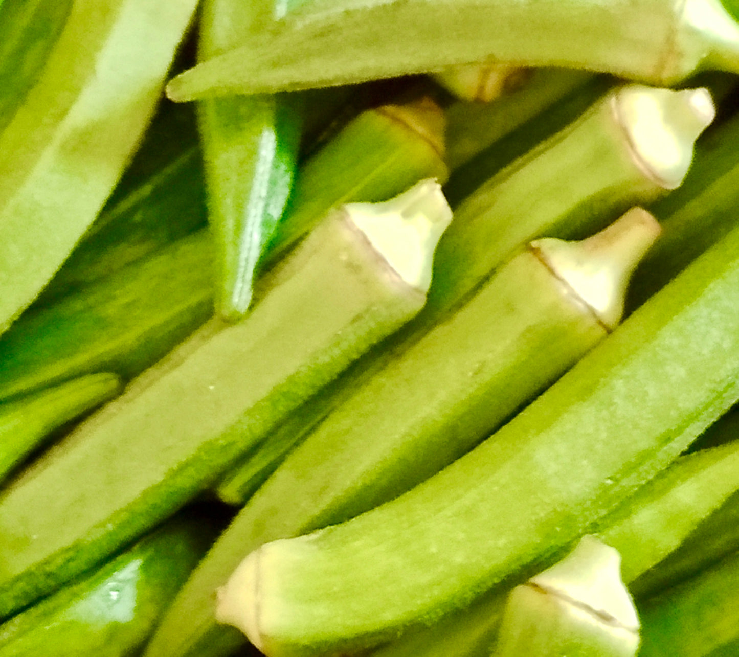 Okra Clemson Spineless - 80x Seeds - Vegetable