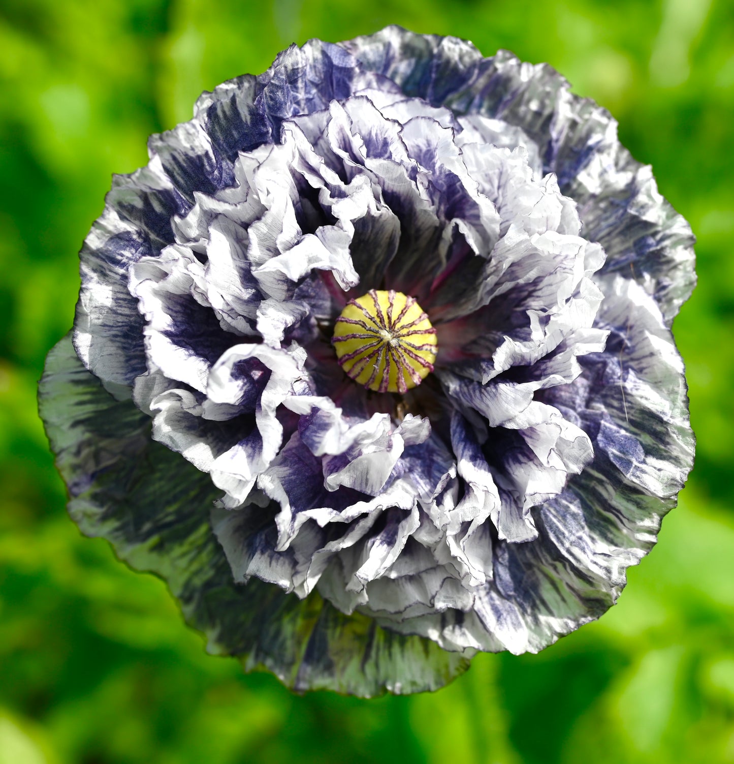 Award Winning Grey Poppy - 100x Seeds - Flower