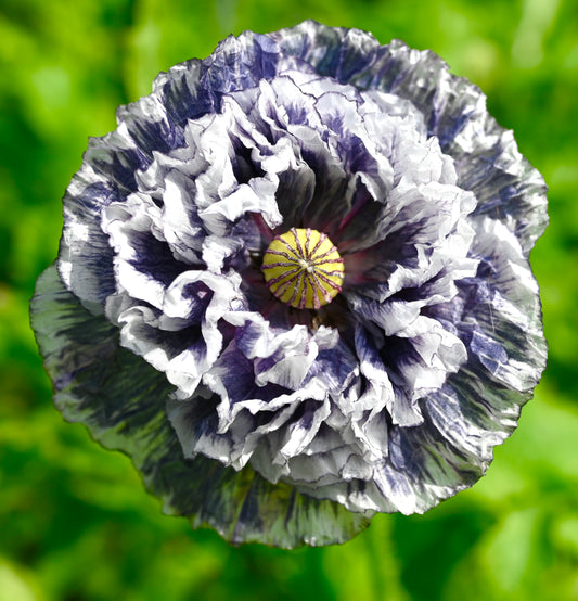 Award Winning Grey Poppy - 100x Seeds - Flower