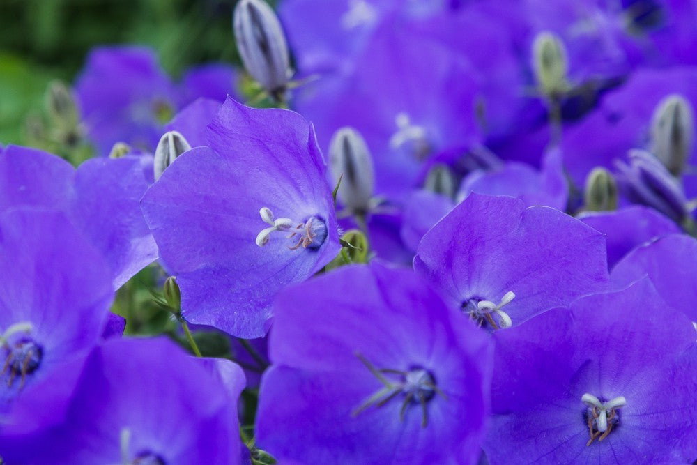 5000x Tussock Bellflower Blue Campanula Carpatica Seeds – Hardy Perennial