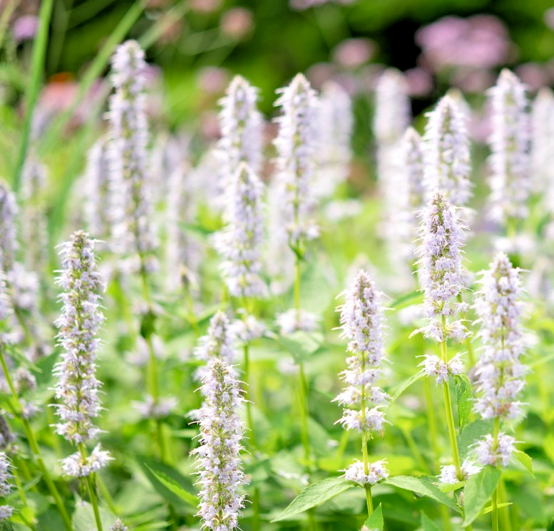 1500x Agastache Mexicana Giant Hyssop White Seeds -Pollinator Friendly Perennial