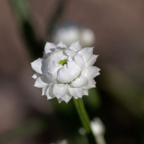 1100x Winged Everlasting Flower Seeds - (Ammobium grandiflorum) – Perennial
