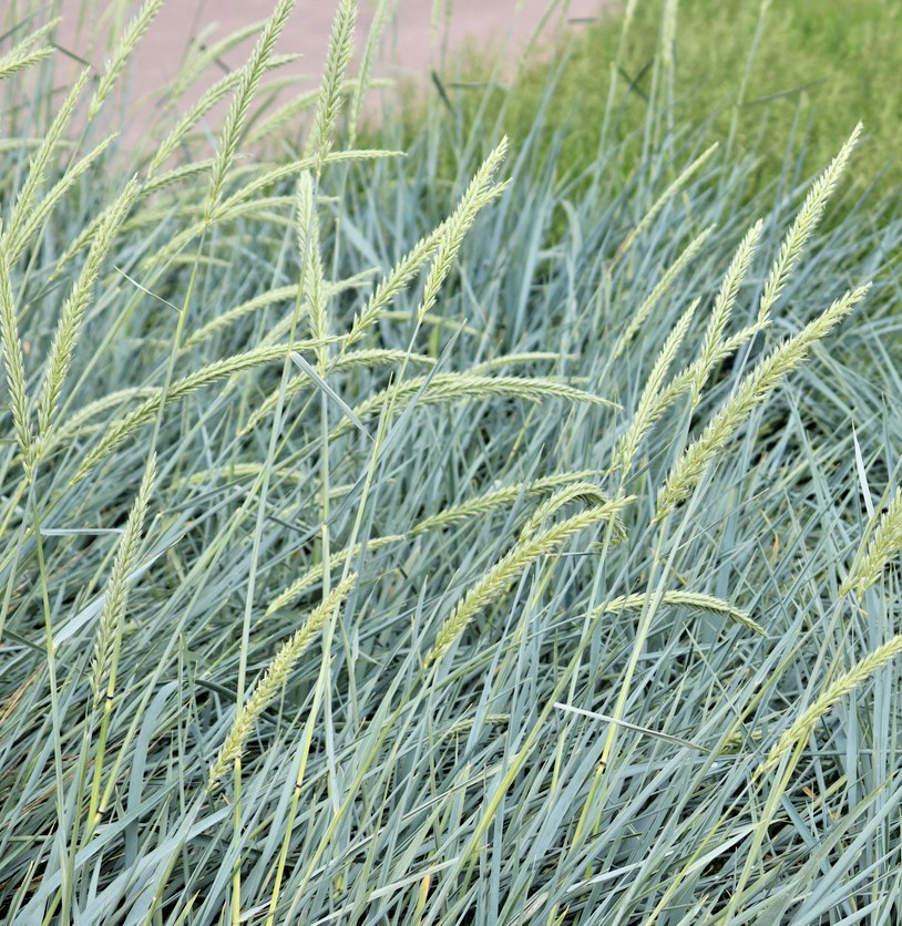 400x Blue Hair Grass Koeleria Glauca Seeds – Silvery Blue Foliage – Perennial