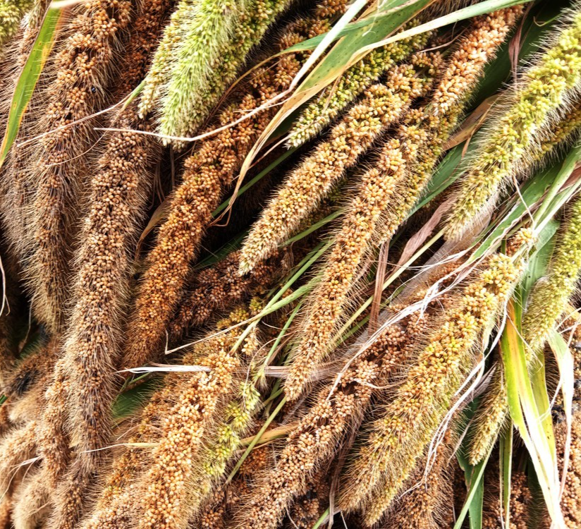 500x Foxtail Millet Seeds – Setaria Italica Robusta Ideal Food For Domestic Bird