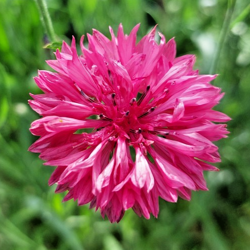 700x Red Boy Centaurea Cyanus Cornflower Seeds - For Beautiful Garden Display