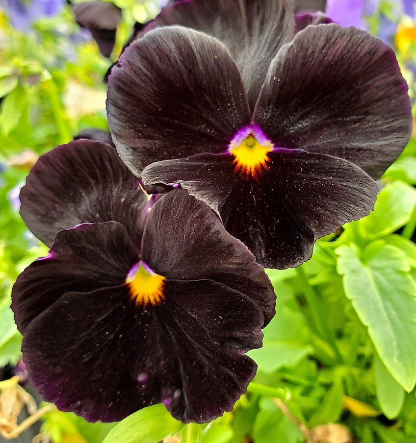 200x Black Pansy Viola Wittrockiana Seeds - Striking Biennial Flowers