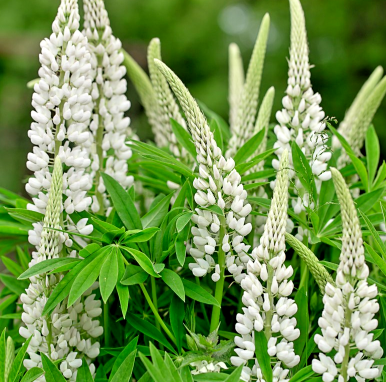 30x Noble Maiden White Lupin Seeds – Stunning Tall White Flowers - Perennial