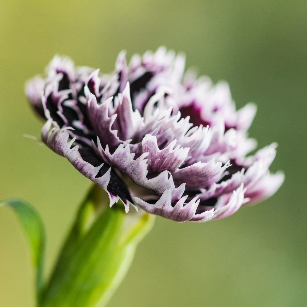 130x Black & White Carnation Seeds – Dianthus chinensis heddewigii - Flower