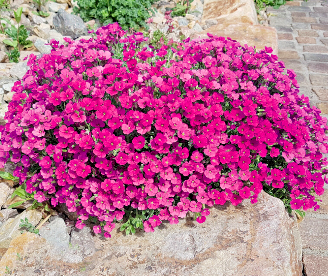 500x Rock Cress Cascade Red Aubrieta Cultorum Seeds – Ground Cover - Perennial