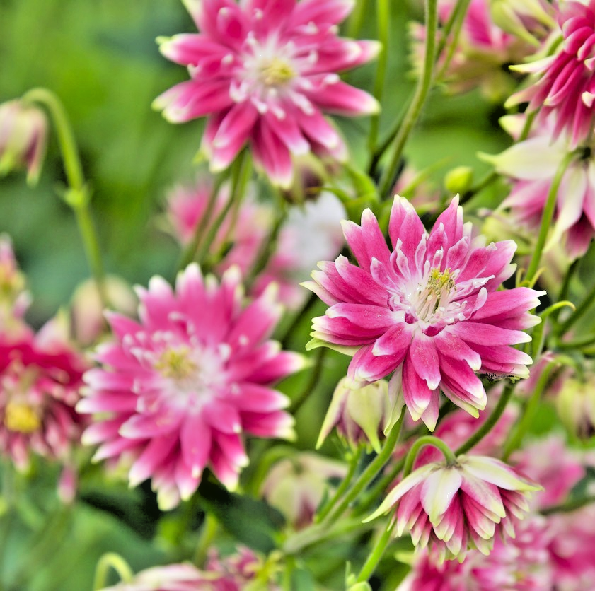 320x Nora Barlow Columbine Pink Seeds – Aquilegia vulgaris –Elegant Double Bloom