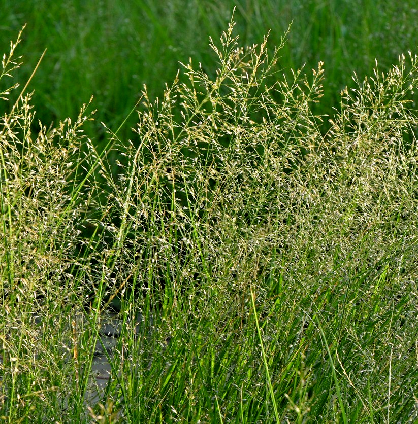 1700x Eragrostis Elegans Love Grass Seeds - Cloud-Like - Annual - Ornamental