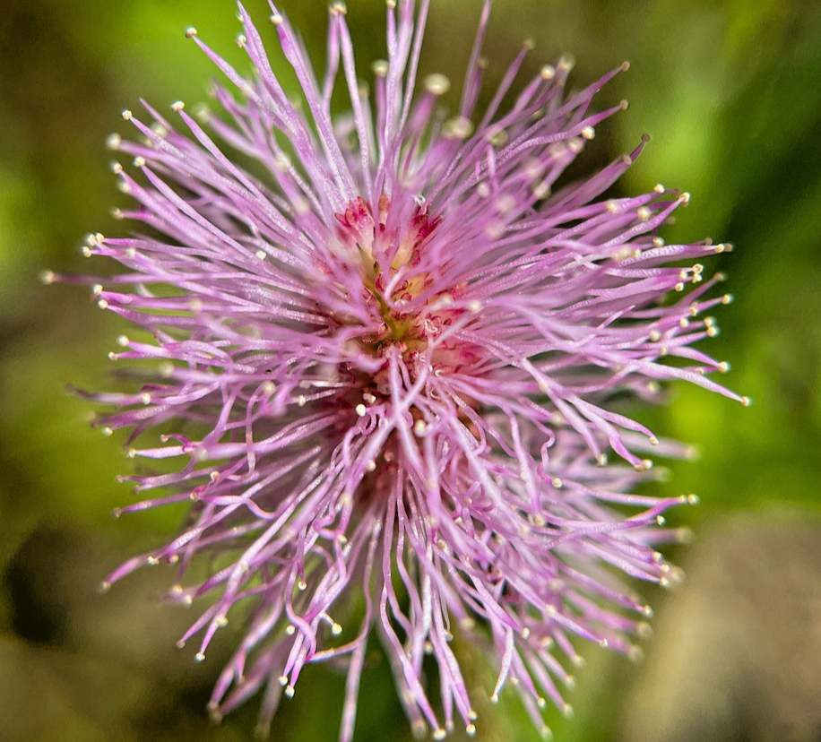 220x Mimosa Pudica Seeds – Interactive Sensitive Plant For Gardens