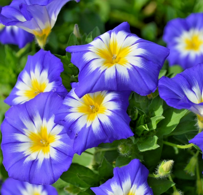 200x Dwarf Morning Glory (Convolvulus tricolor) Minor Mix Seeds - Bright Compact