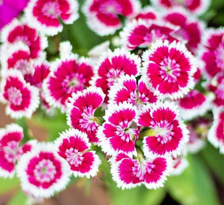 450x Dwarf Maiden Pink (Dianthus Deltoides) Seeds – White Blooms with Pink Eyes