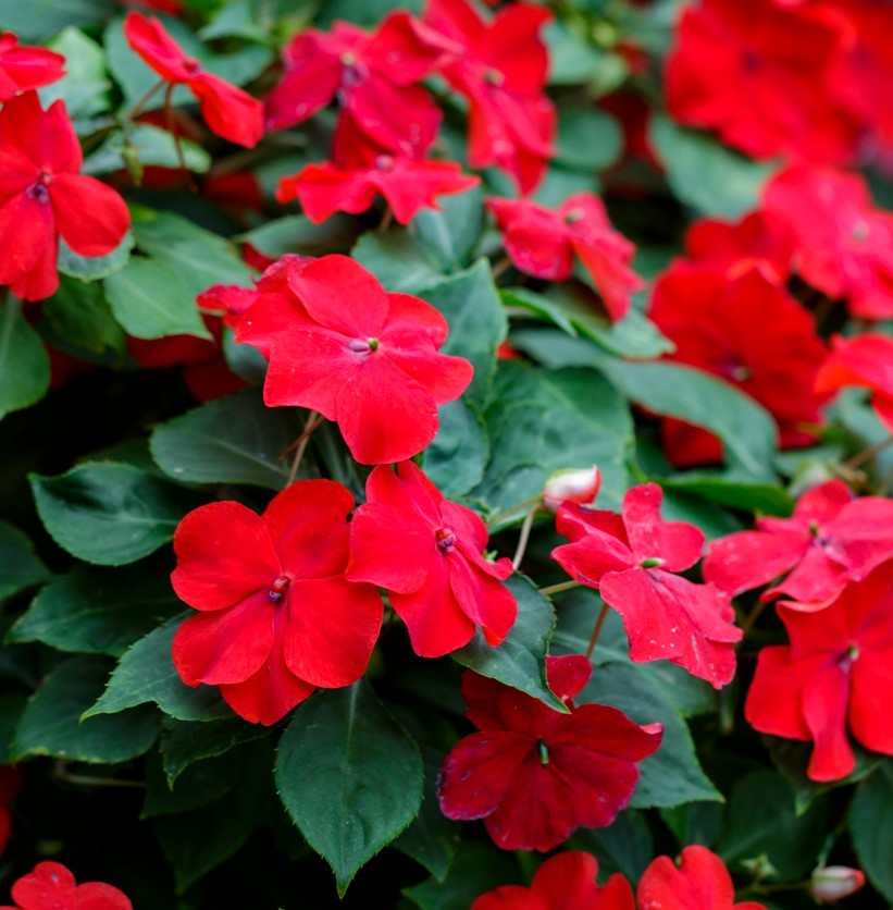 250x Scarlet Dwarf Busy Lizzie Seeds - Impatiens Walleriana - High Yield Annual