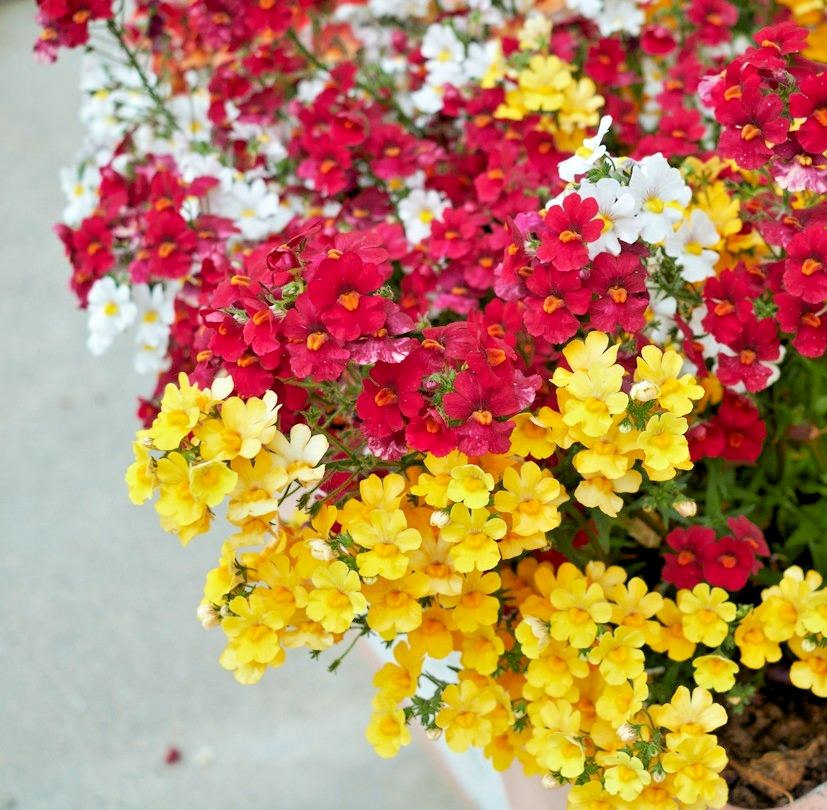 1200x Nemesia Strumosa Grandiflora Seeds – Galaxy Bicolor Mix – Compact Annuals