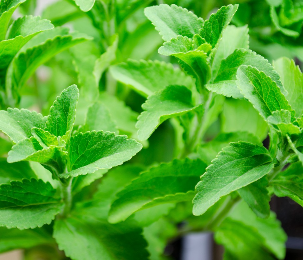 40x Stevia rebaudiana Seeds – Herbal Sugar Alternative
