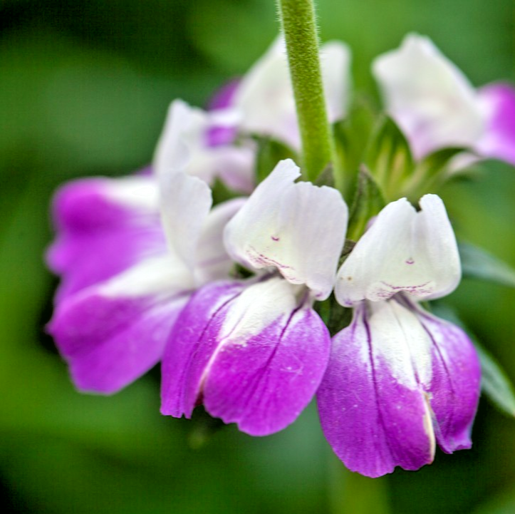 500x Collinsia Heterophylla Chinese Houses Seeds - Stunning Bicolor Blooms