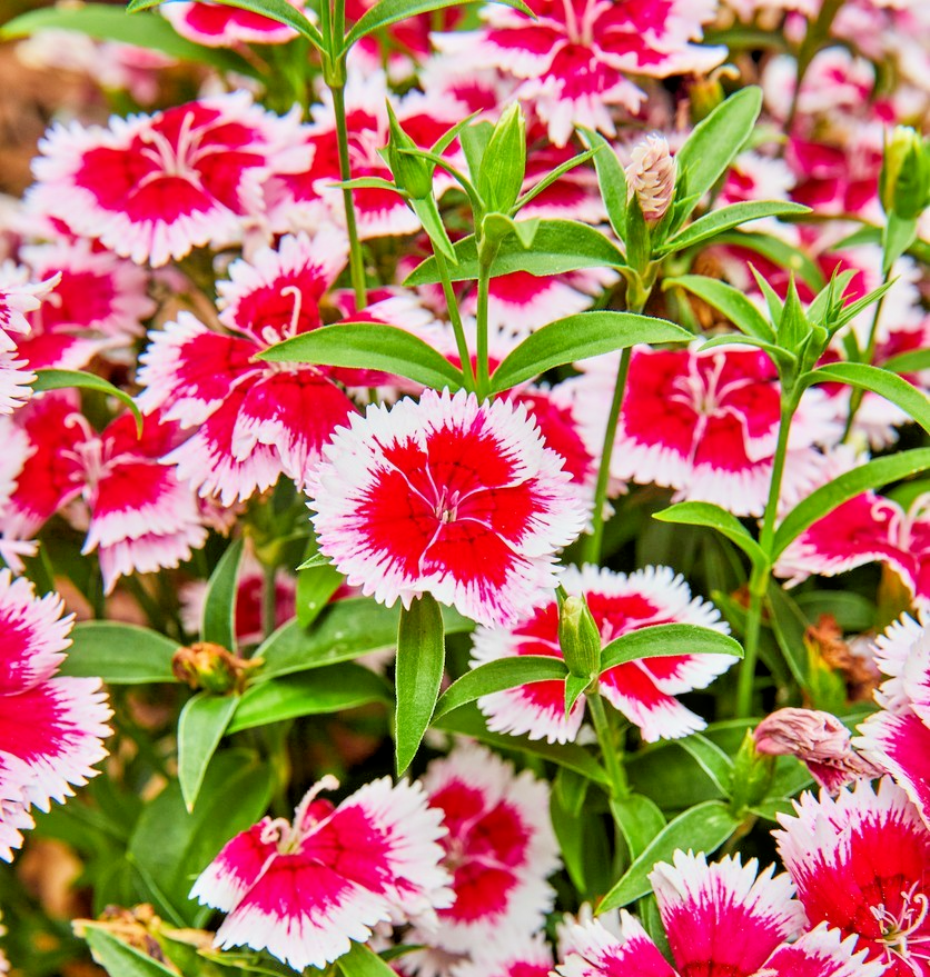 200x Dianthus Chinese Pink Merry Go Round Seeds - Colourful Annual Blooms