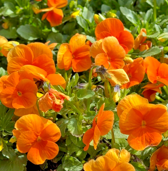 310x Clear Crystals Orange Pansy Seeds – Biennial Viola Wittrockiana – Colourful